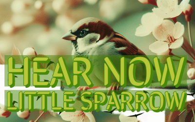 Hear Now Little Sparrow